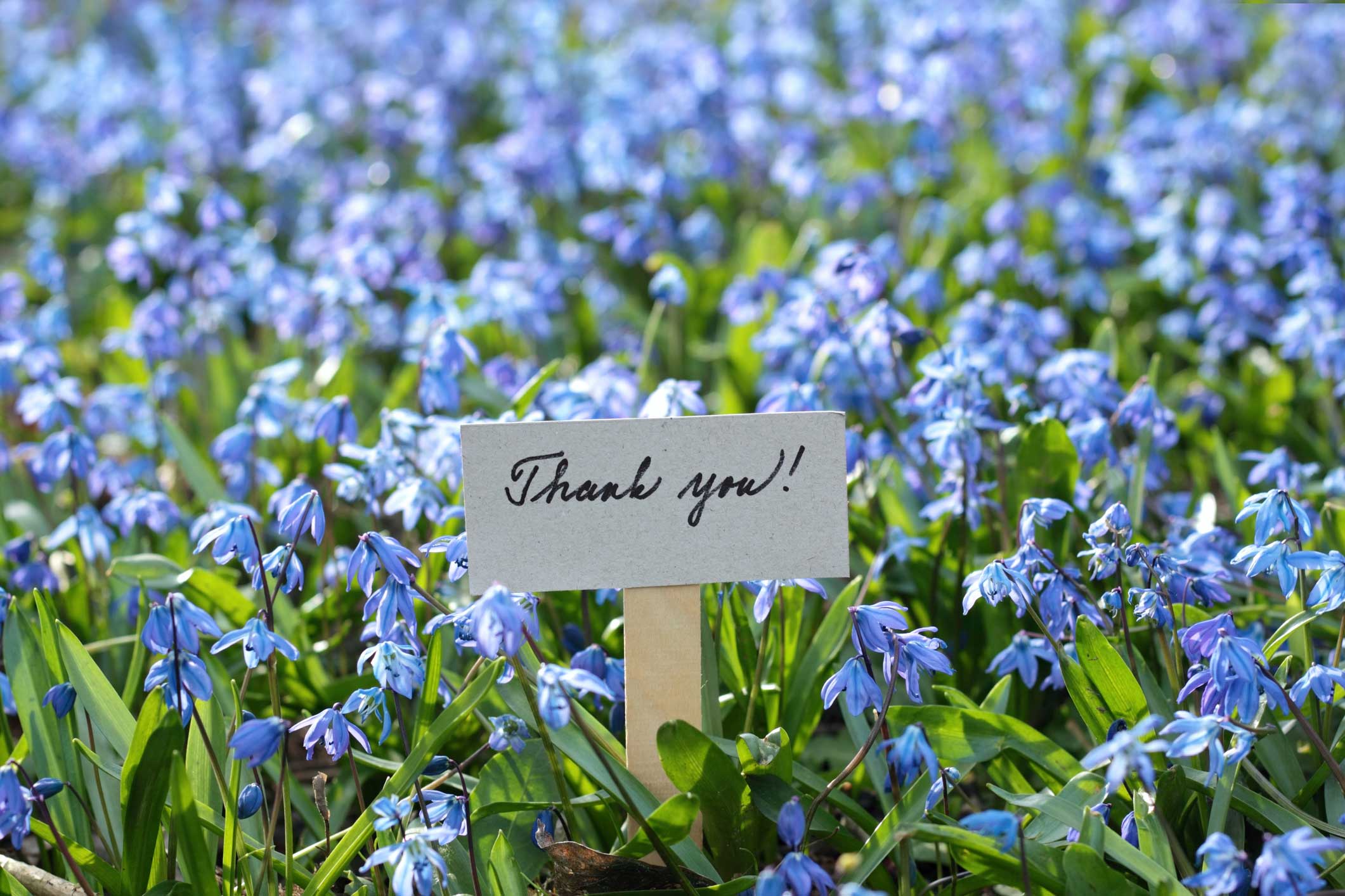 Thank you card placed among flowering bluebells.